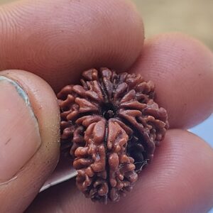 Rudraksha beads vijayawada