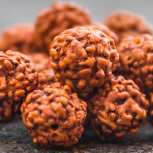 Rudraksha