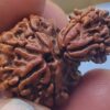 Savar Rudraksha 1 Mukhi Double from Nepa Savar Rudraksha bead