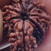 savar rudraksha nepal big trunk savar rudraksha nepal saver rudraksha bead saver