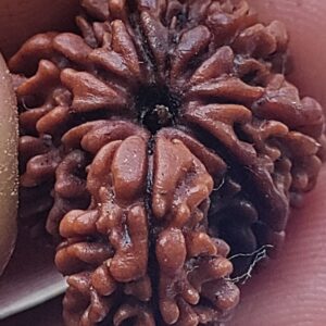 savar rudraksha nepal big trunk savar rudraksha nepal saver rudraksha bead saver