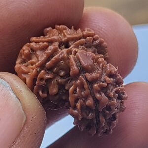 savar rudraksha nepal saver rudraksha Savar Rudraksha savar rudraksh