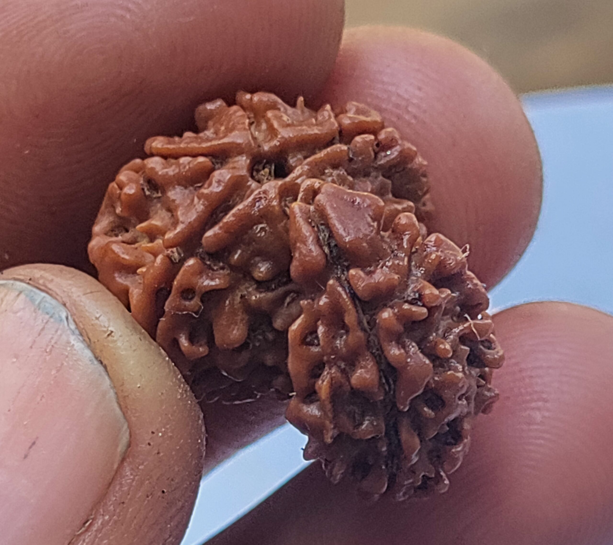 savar rudraksha nepal saver rudraksha Savar Rudraksha savar rudraksh