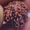 savar rudraksha nepal saver rudraksha one mukhi savar rudraksha benefits