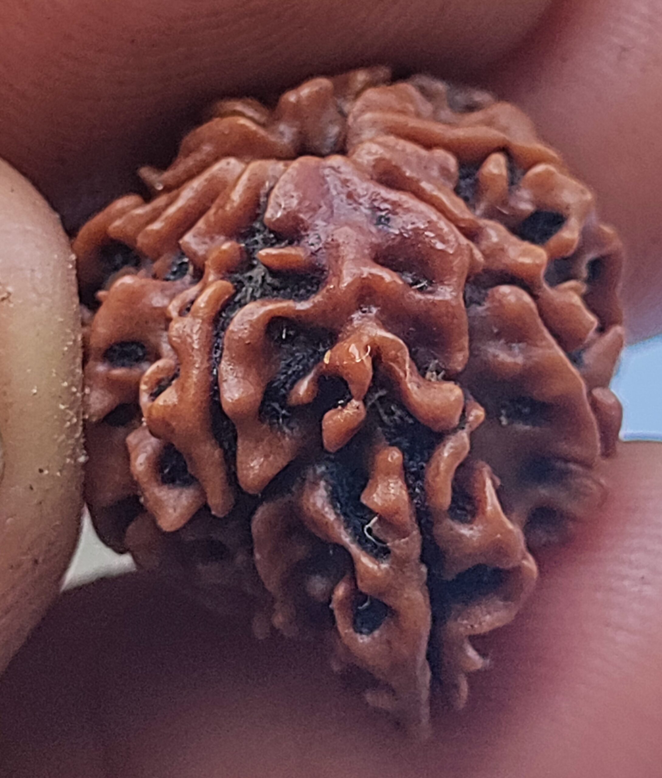 savar rudraksha nepal saver rudraksha one mukhi savar rudraksha benefits