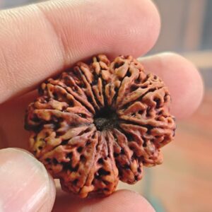 13 FACE FACE THIRTEN SEDDS THIRTEN MUKHI