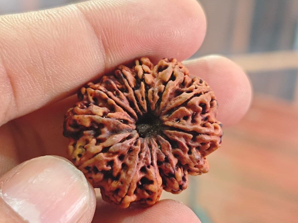 13 FACE FACE THIRTEN SEDDS THIRTEN MUKHI