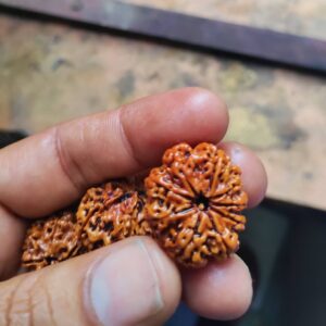 Rudraksha beads Low price pune